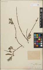 Foto von Salix lasiolepis Benth.